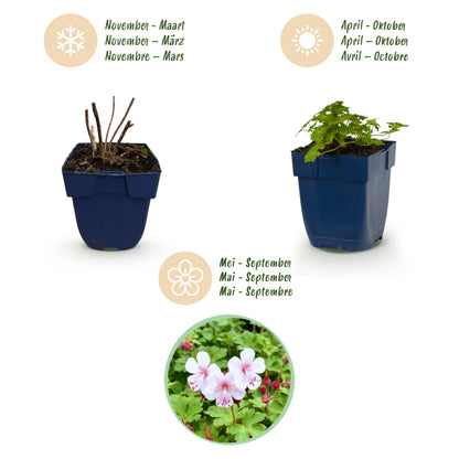 Storchschnabel 'Spessart' – Weiß-Rosa – Topf Ø11cm – Ansicht 4