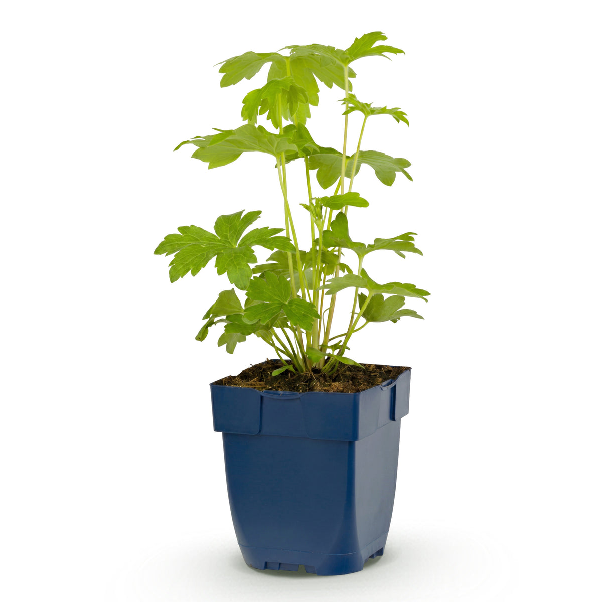 Rittersporn 'Astolat' – Delphinium – Rosa – Topf Ø11cm – Ansicht 2