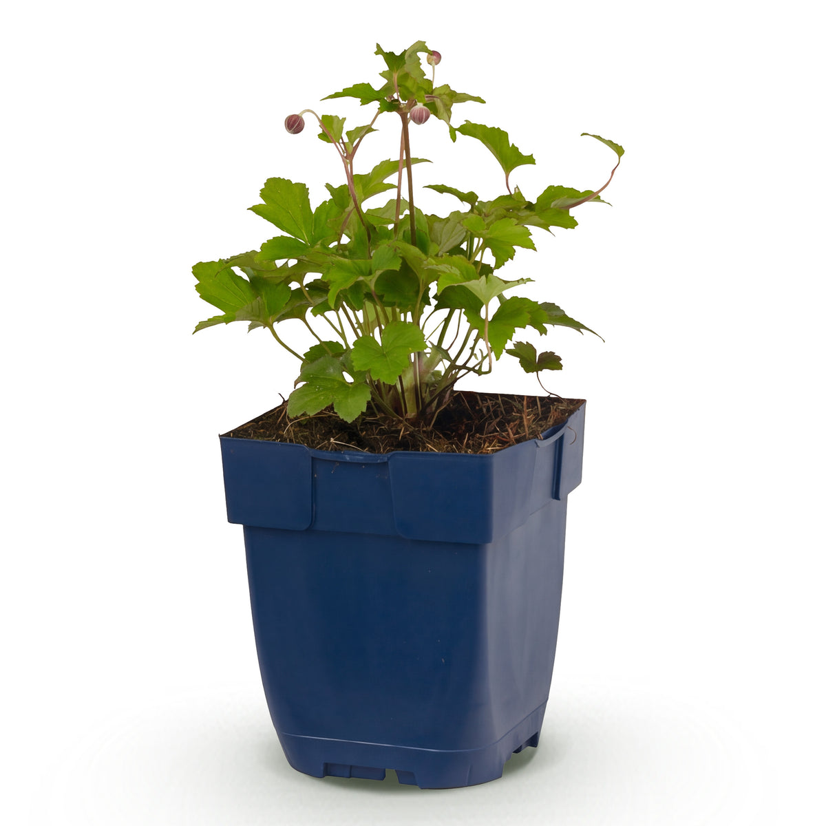 Herbst-Anemone 'Splendens' – Dunkelrosa – Topf Ø11cm – Ansicht 2