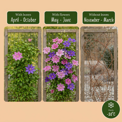 Waldrebe 'Purple & Pink' – Lila-Rosa-Weiß – Topf Ø9cm – Ansicht 6