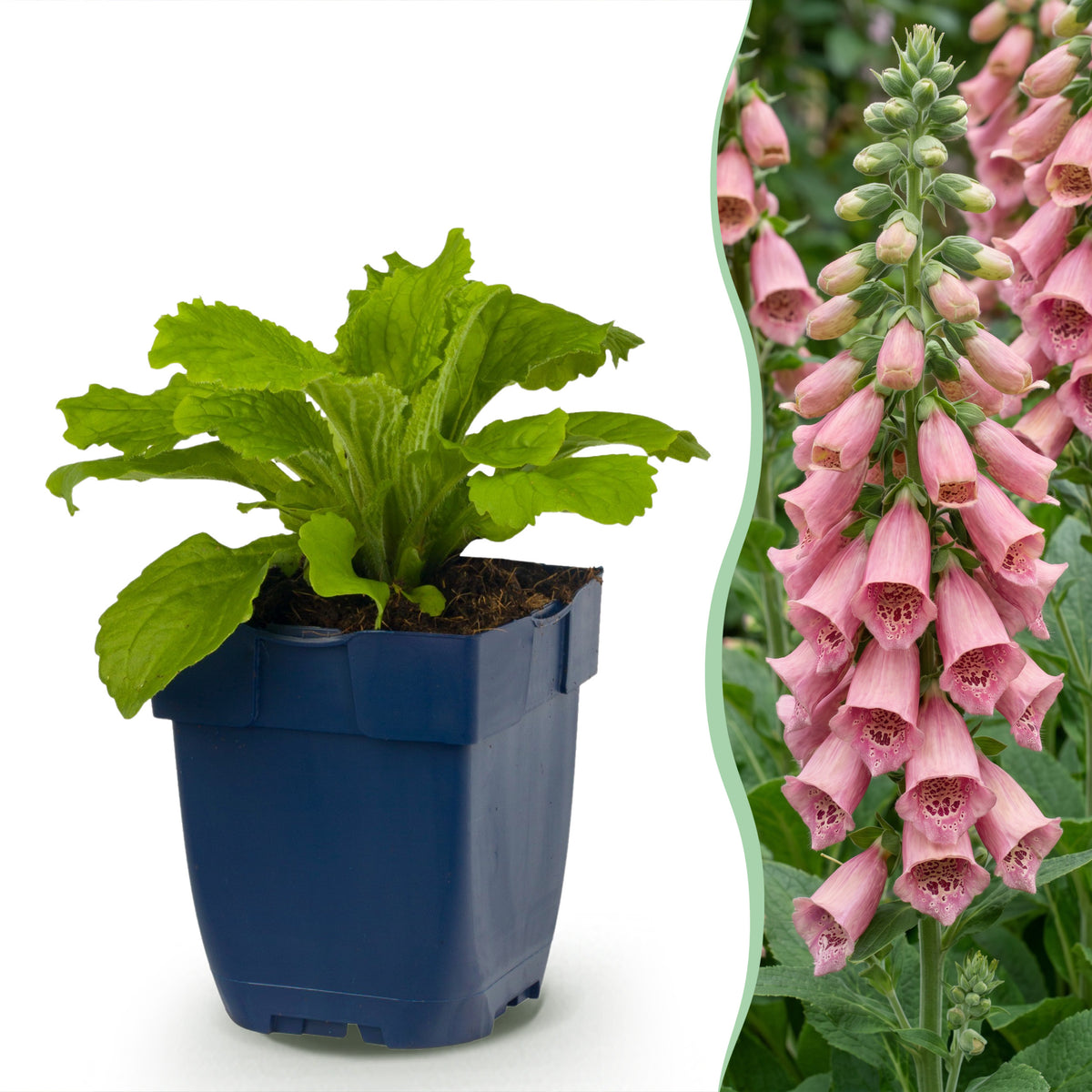 Fingerhut 'Digitalis mertonensis' – Rosa – Topf Ø11cm