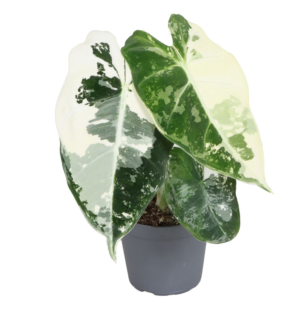 Alocasia Frydek Variegata – Grün – Ø6cm, ↕12cm