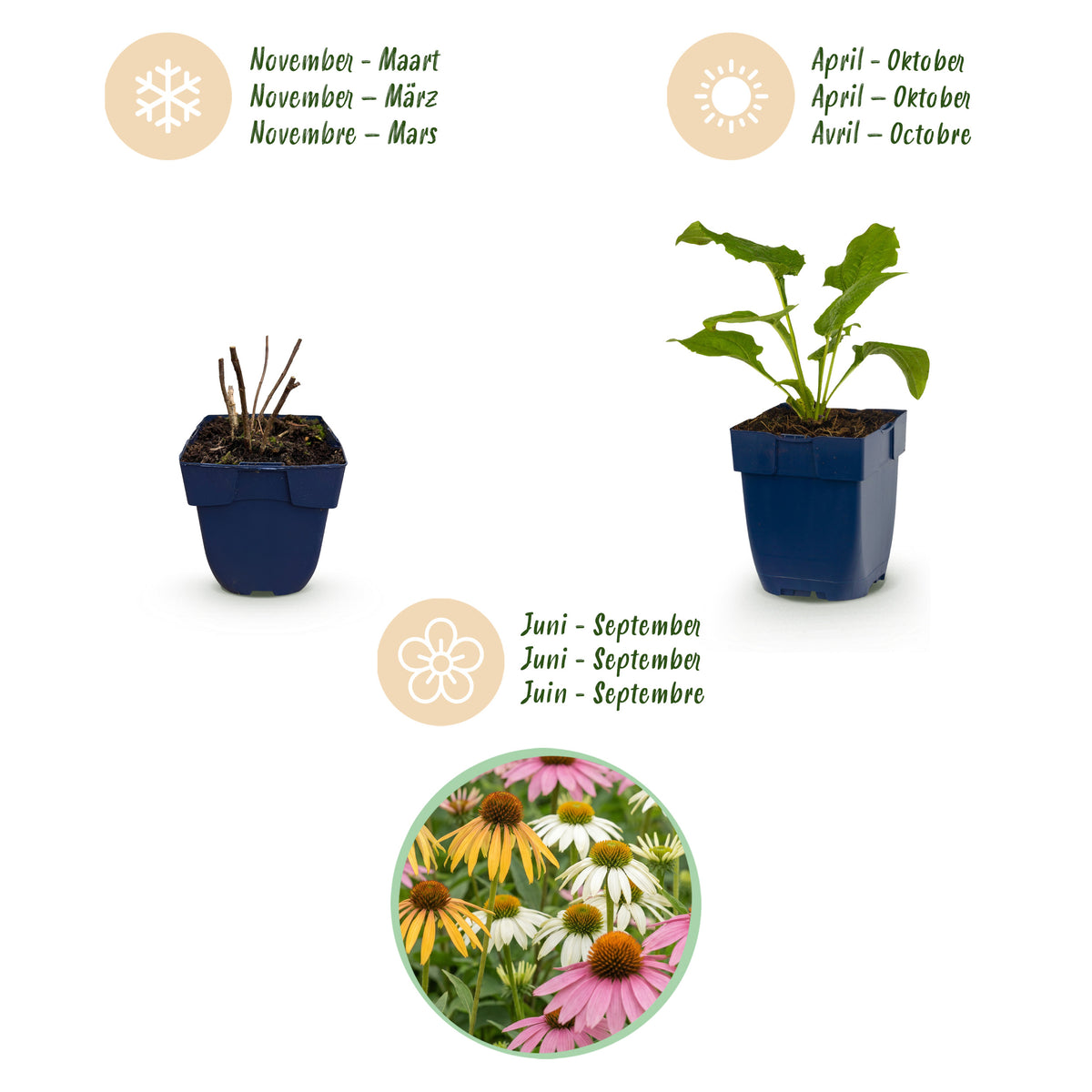 Sonnenhut 'Echinacea Tricolour' – Gelb-Rosa-Weiß – Topf Ø11cm – Ansicht 3