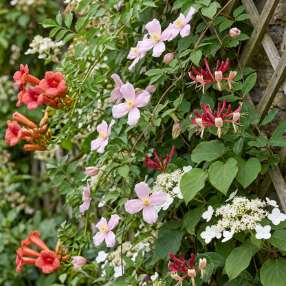 Kletterpflanzen-Quartett 'Rainbow' – Trompetenblume, Waldrebe, Geißblatt & Kletterhortensie – Topf Ø9cm – Ansicht 5