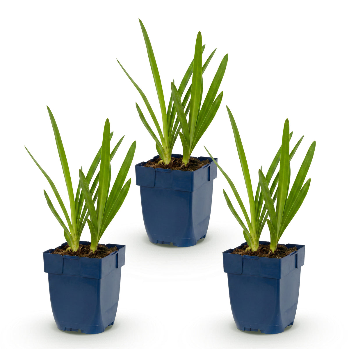Schmucklilie 'Agapanthus africanus' – Blau – Topf Ø11cm – Ansicht 2