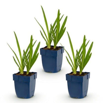Schmucklilie 'Agapanthus africanus' – Blau – Topf Ø11cm – Ansicht 2
