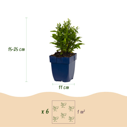 Kissen-Aster 'Schneekissen' – Weiß – Topf Ø11cm – Ansicht 3