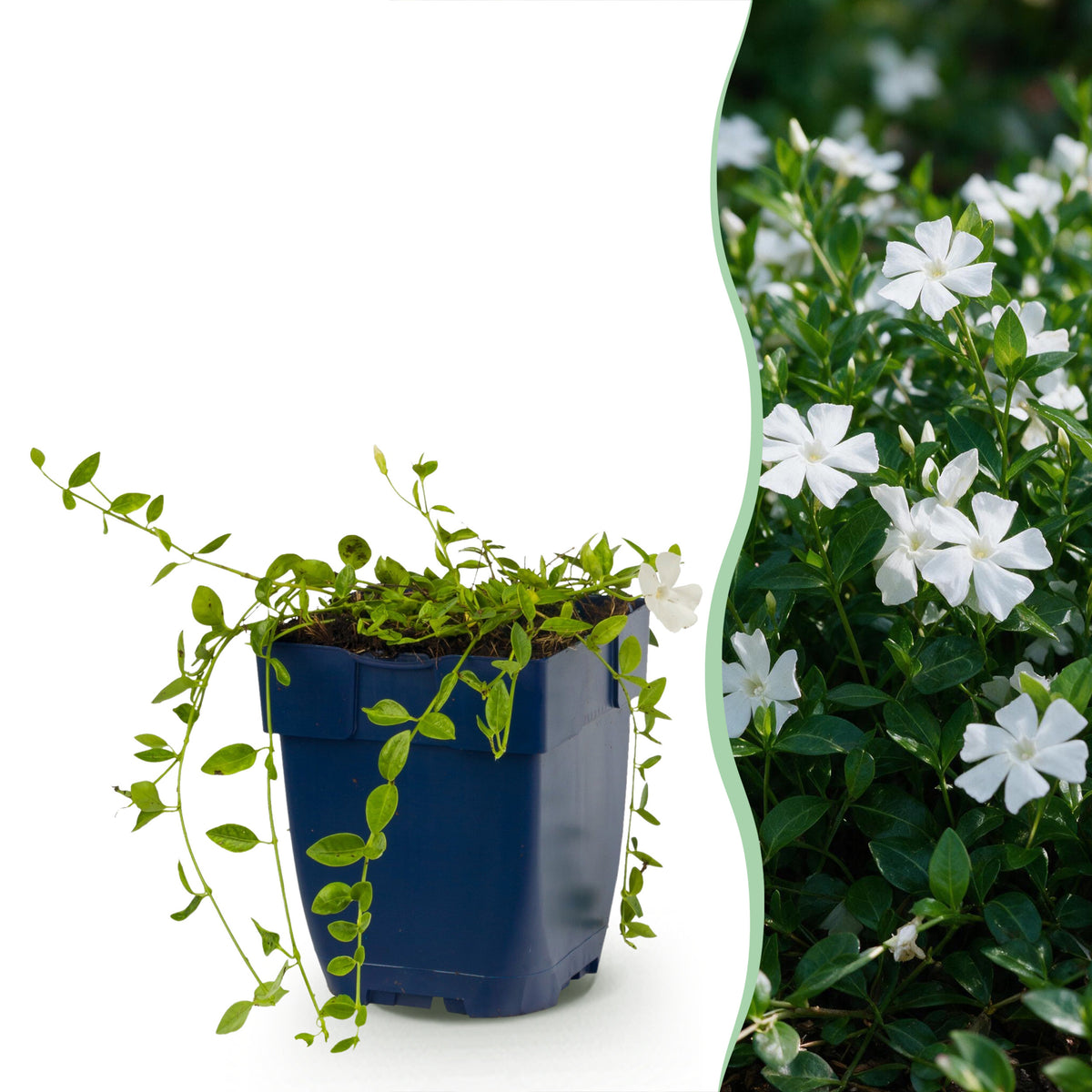 Immergrün 'Vinca minor Alba' – Weiß – Topf Ø11cm