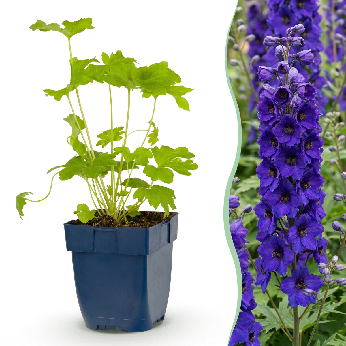 Rittersporn 'Delphinium Black Knight' – Lila – Topf Ø11cm