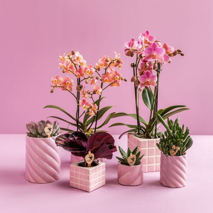 Calathea 'Dottie' – Zimmerpflanze – Ø6cm – Ansicht 3