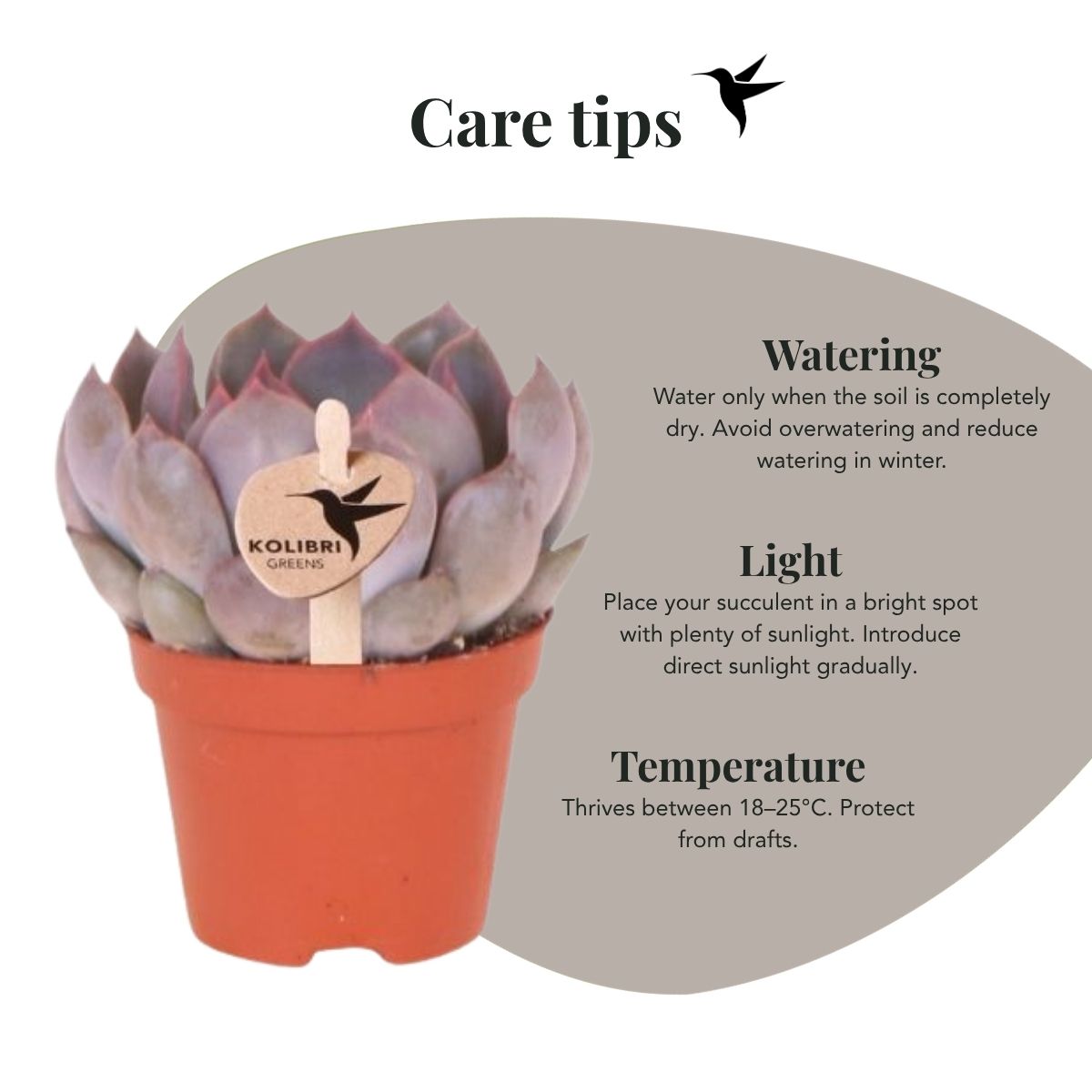 Sukkulente Echeveria Summer – Ø6cm – Ansicht 14
