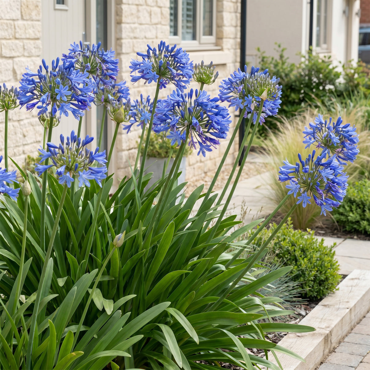 Afrikanische Lilie 'Agapanthus africanus' – Blau – Topf Ø11cm – Ansicht 6
