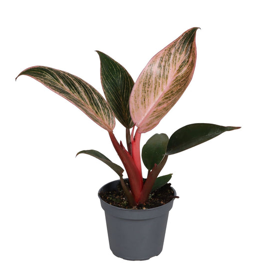 Philodendron 'Pink Bikini' – Grün-Rosa – Topf Ø6cm