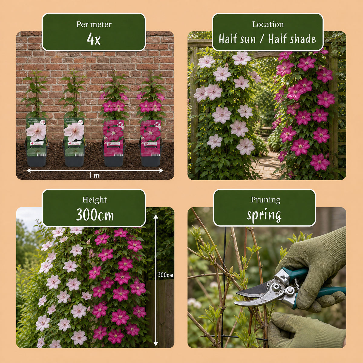 Waldrebe 'Pink & White' – Weiß-Rosa – Topf Ø9cm – Ansicht 5