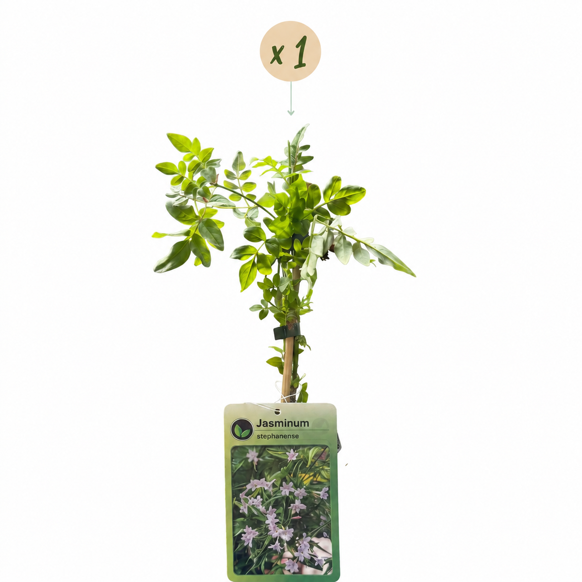 Stephans Jasmin – Jasminum stephanense – Rosa – Ø9cm, ↕35cm – Ansicht 2