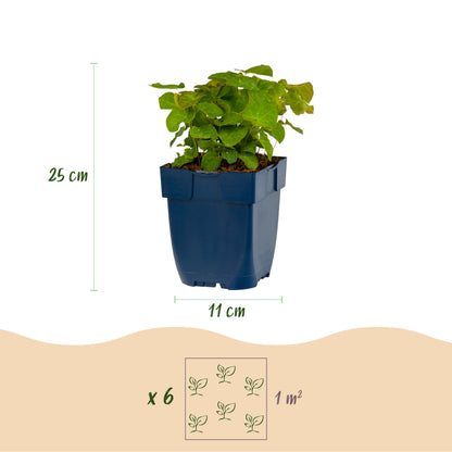 Elfenblume 'Frohnleiten' (Epimedium) – Gelb – Topf Ø11cm – Ansicht 3
