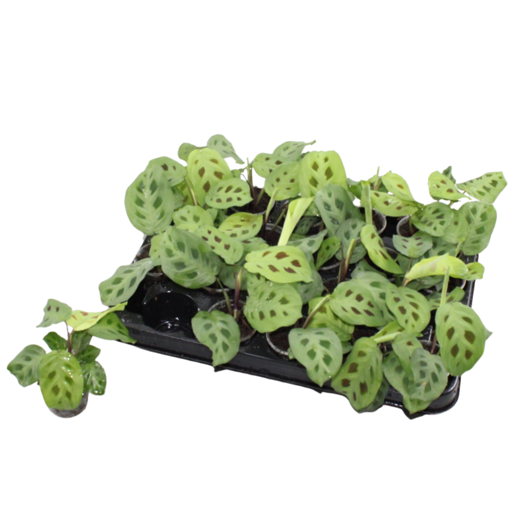 Kaninchenfußpflanze 'Kerchoveana' – Maranta leuconeura – Topf Ø6cm