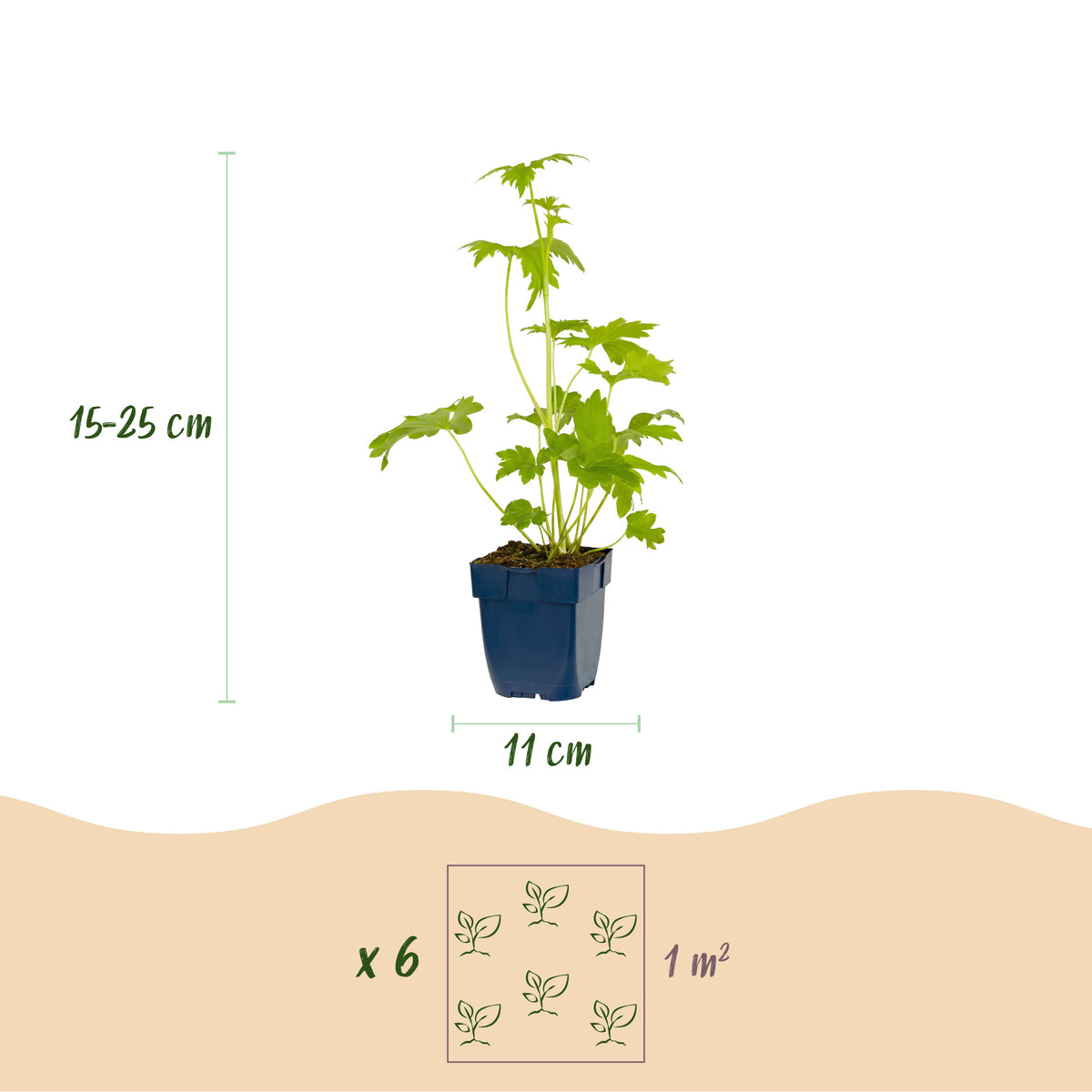 Rittersporn 'Delphinium Blue Bird' – Blau – Topf Ø11cm – Ansicht 3