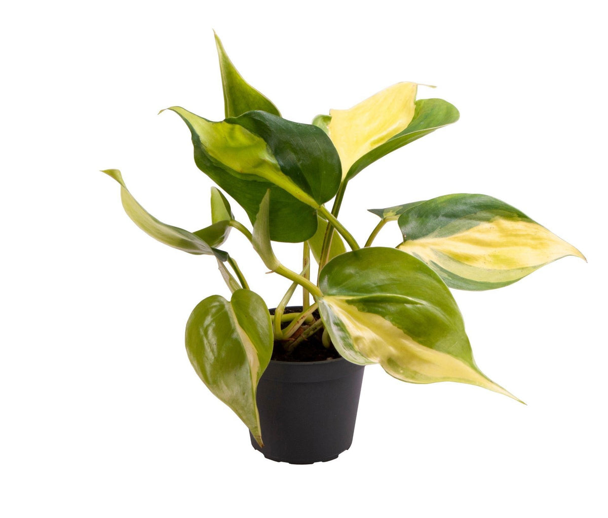 Kletterphilodendron 'Scandens Brazil' – Grün-Gelb – Topf Ø6cm