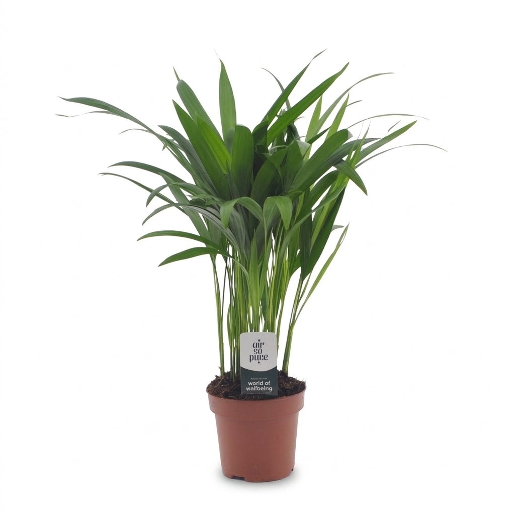 Goldfruchtpalme 'Areca Lutescens' – Topf Ø12cm – Ansicht 2