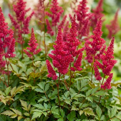Prachtspiere 'Fanal' – Rot – Topf Ø11cm – Ansicht 5