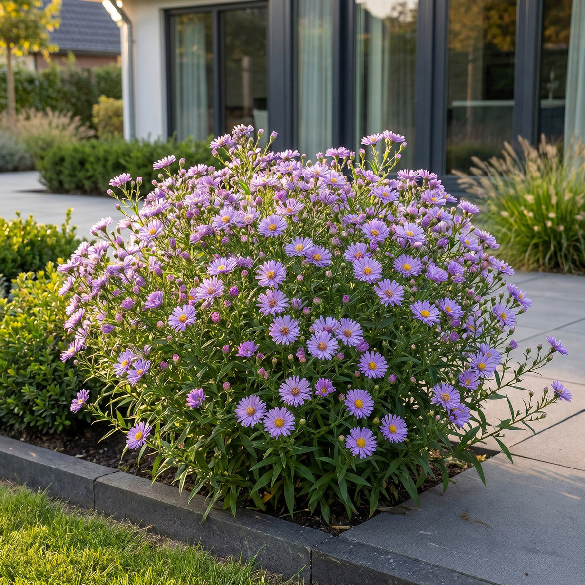 Kissen-Aster 'Mittelmeer' – Lila – Topf Ø11cm – Ansicht 6