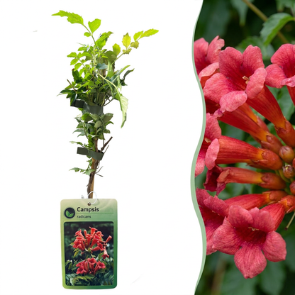 Trompetenblume (Campsis radicans) – Orange-Rot – Topf Ø9cm