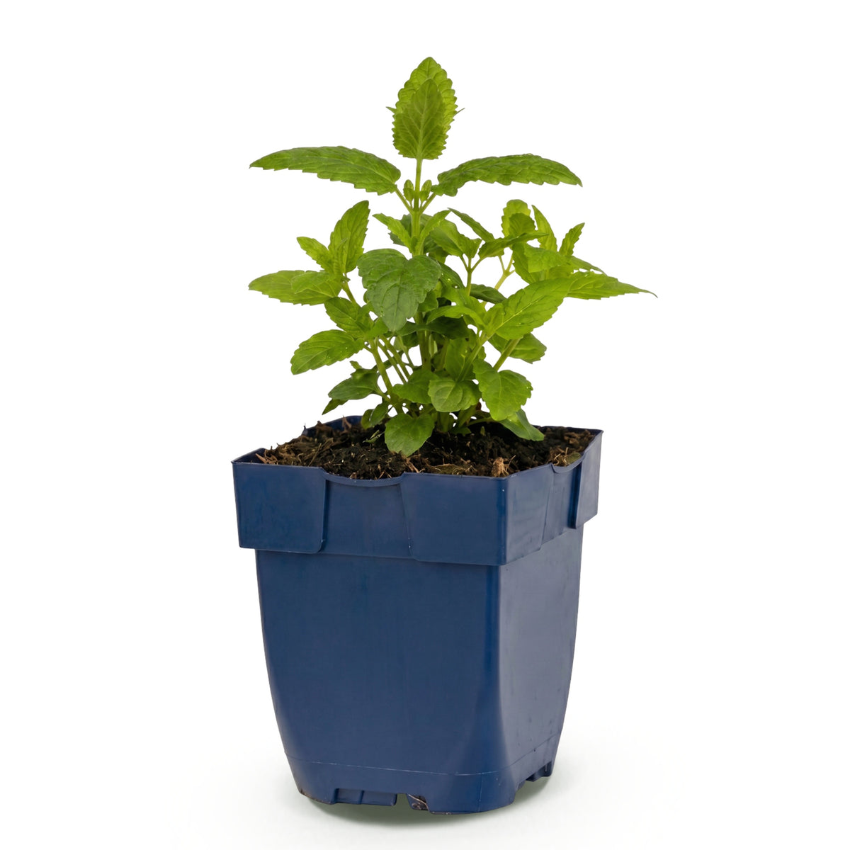 Katzenminze 'Neptune' – Lila – Topf Ø11cm – Ansicht 2