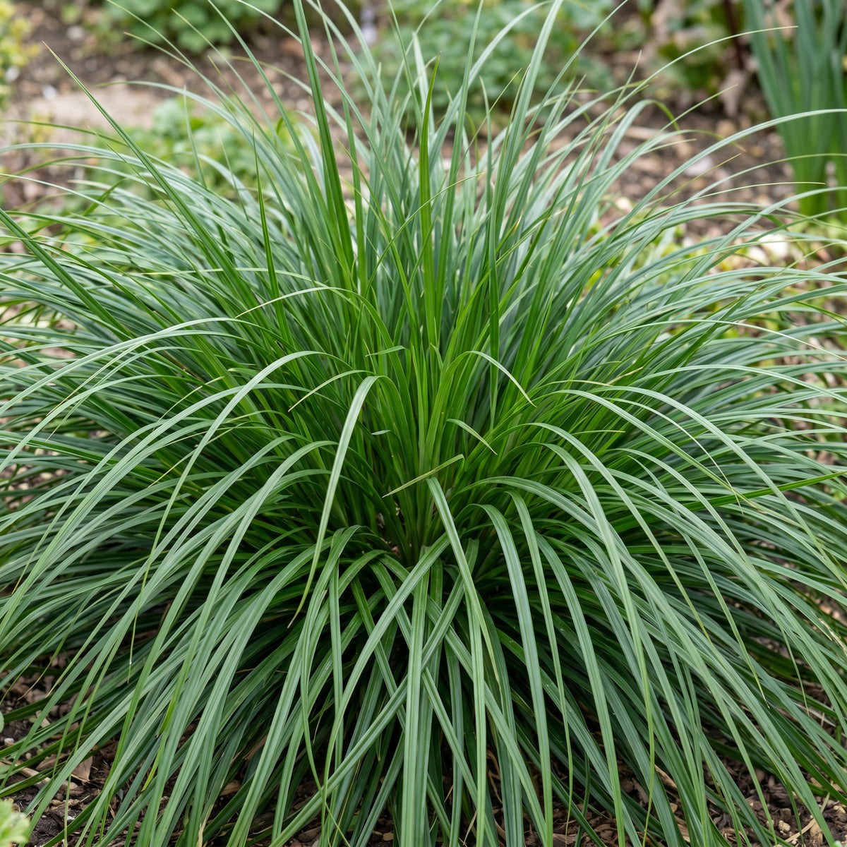 Japan-Segge 'Evergreen' – Grün – Topf Ø11cm – Ansicht 5