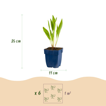 Sonnenhut 'Echinacea paradoxa' – Gelb – Topf Ø11cm – Ansicht 3