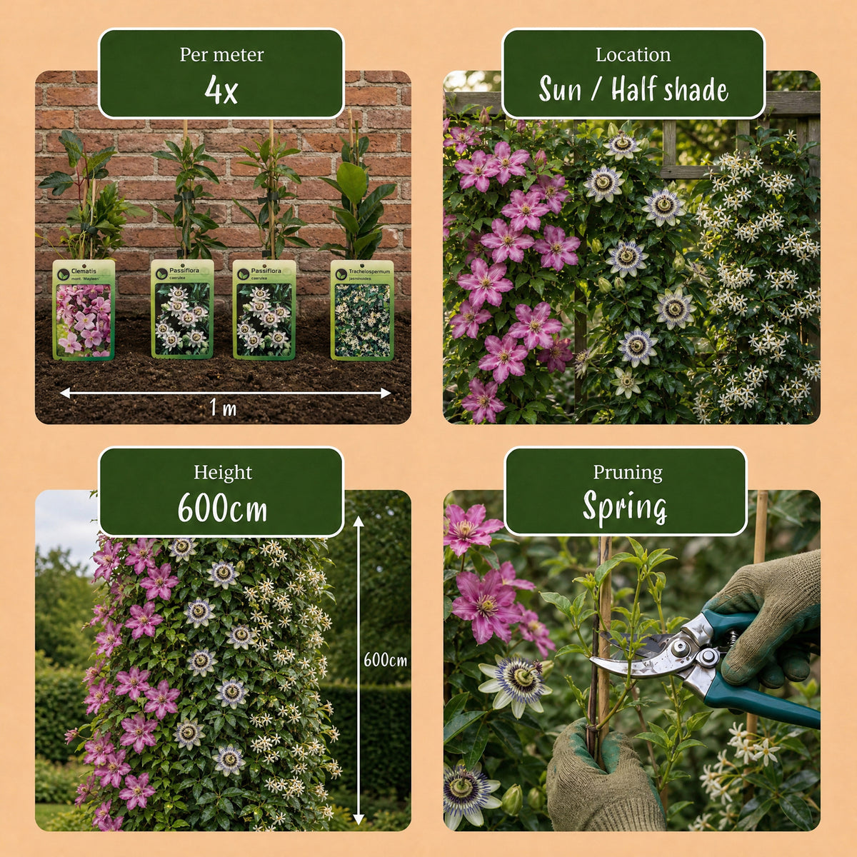 Kletterpflanzen-Trio 'Tricolour' – Clematis, Passionsblume & Sternjasmin – Topf Ø9cm – Ansicht 7