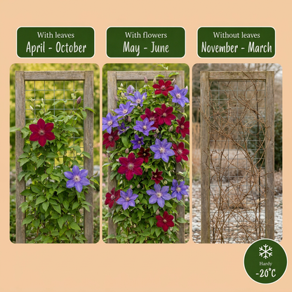 Waldrebe 'Blau & Rot' – Clematis – Topf Ø9cm – Ansicht 6