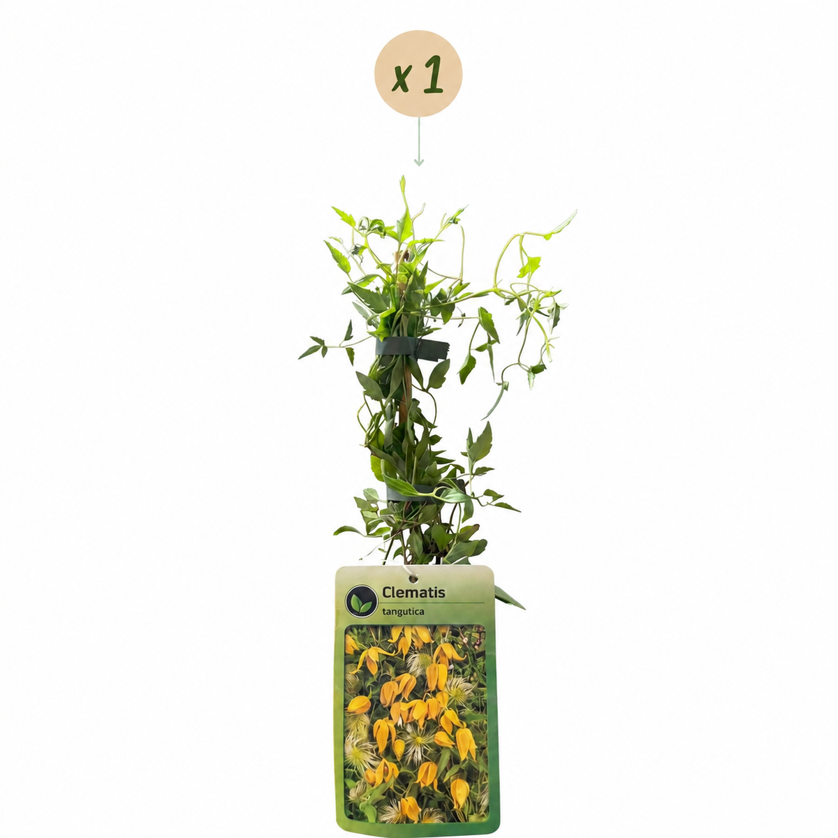 Chinesische Waldrebe 'Tangutica' – Gelb, Ø9cm, ↕35cm – Ansicht 2