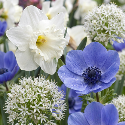 Blumenzwiebel-Mix 'Sunny Garden'