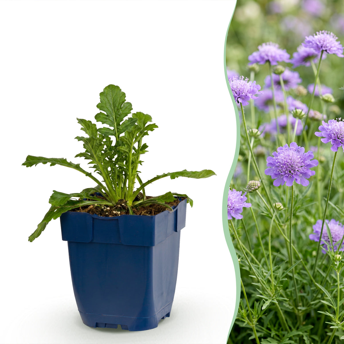 Tauben-Skabiose 'Butterfly Blue' – Scabiosa columbaria – Lila – Topf Ø11cm
