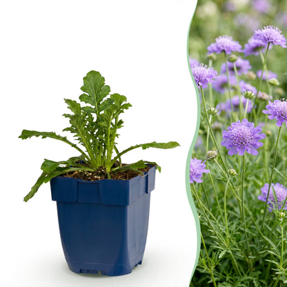 Tauben-Skabiose 'Butterfly Blue' – Scabiosa columbaria – Lila – Topf Ø11cm