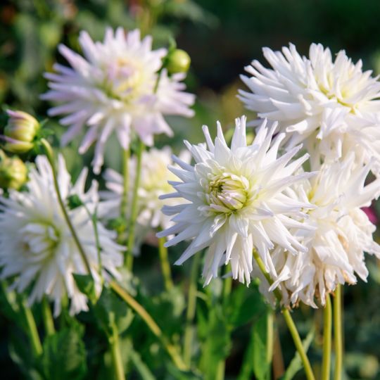 Dahlie 'Playa Blanca' – Kaktusförmig – 12 Knollen
