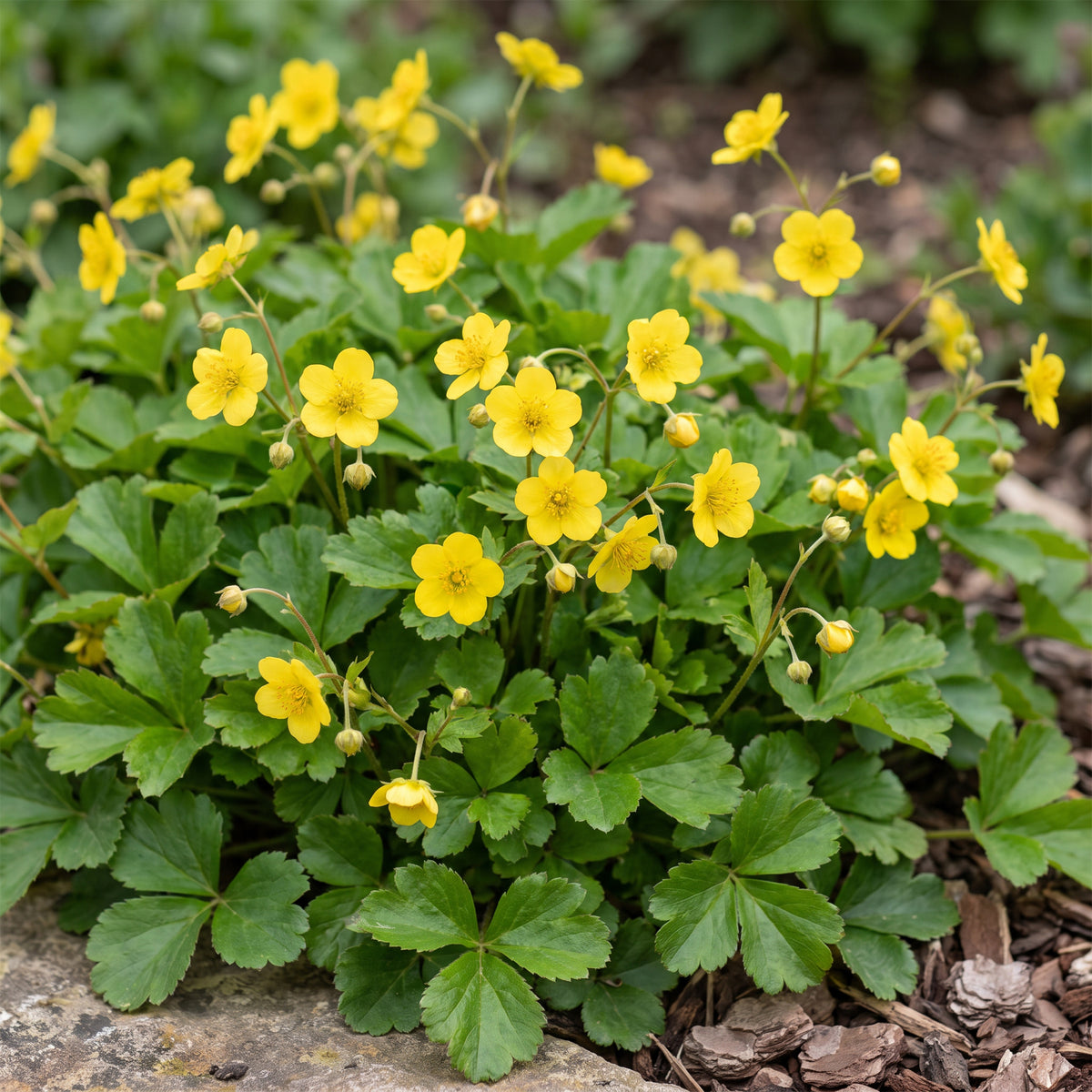 Golderdbeere – Waldsteinia ternata – Gelb – Topf Ø11cm – Ansicht 5