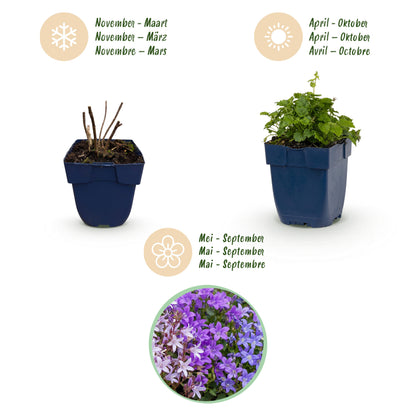 Glockenblume 'Tricolour' – Campanula – Lila-Pink-Weiß – Ø11cm – Ansicht 4