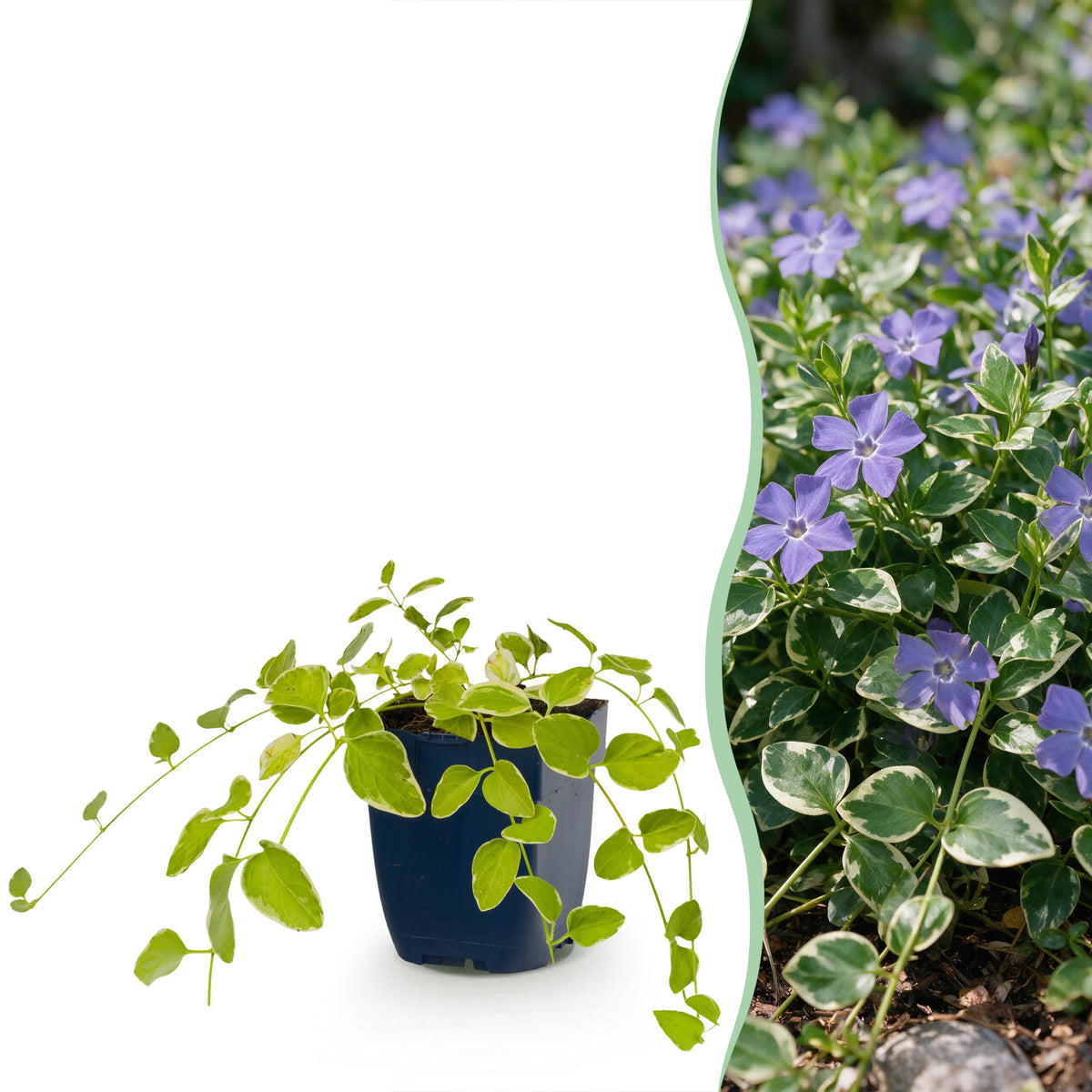 Immergrün 'Vinca major Variegata' – Blau – Topf Ø11cm