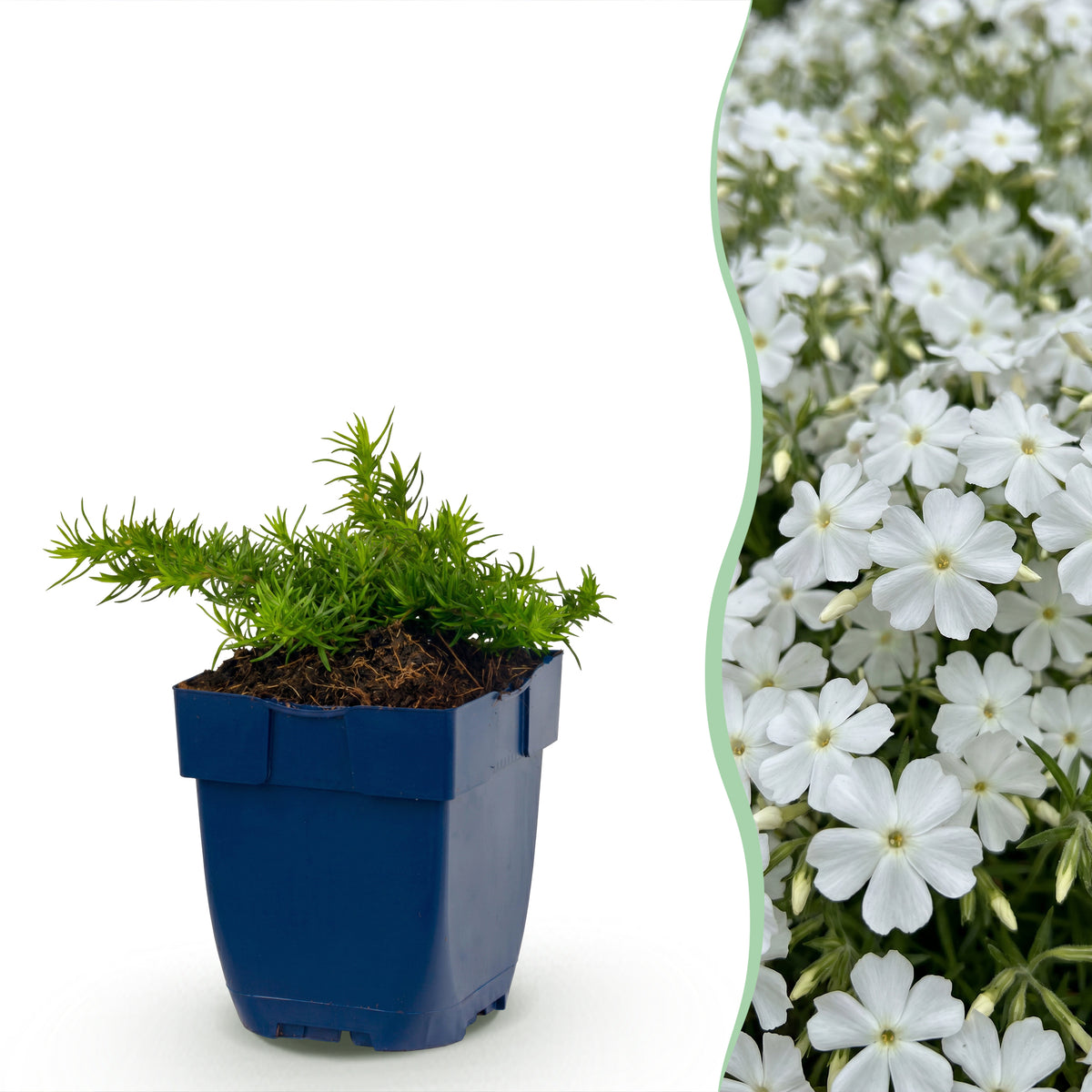 Polster-Phlox 'Maischnee' – Weiß – Topf Ø11cm
