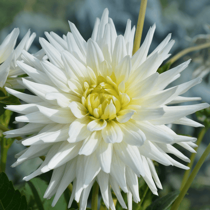Dahlie 'Playa Blanca' – Kaktusförmig – 12 Knollen – Ansicht 5