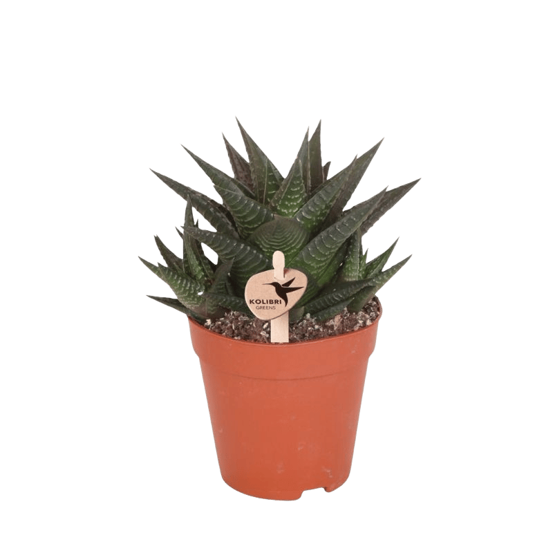 Sukkulente 'Haworthia Limifolia' – Grün – Topf Ø9cm
