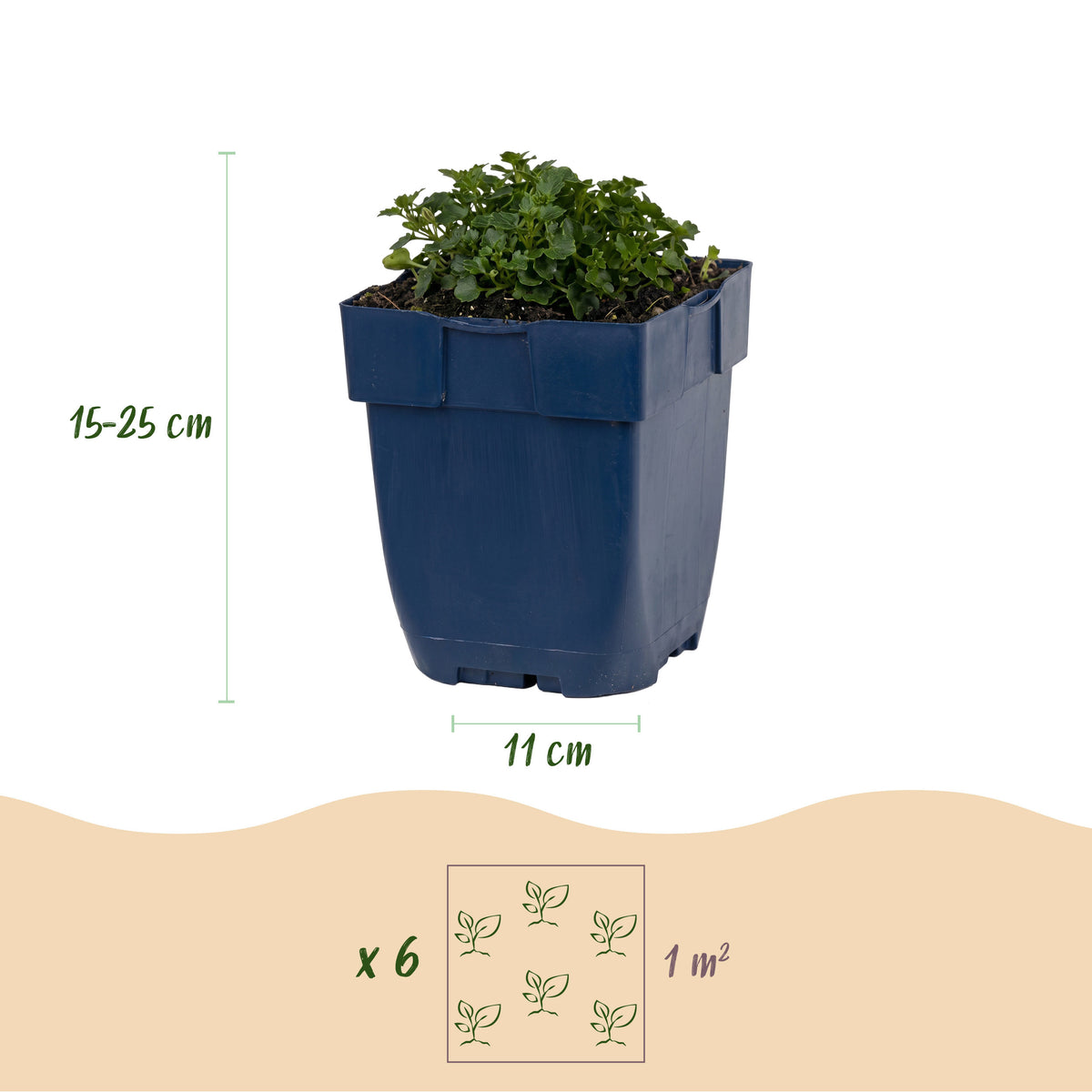 Glockenblume 'Campanula portenschlagiana' – Violett – Topf Ø11cm – Ansicht 3