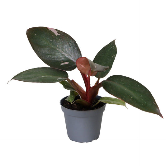 Philodendron 'Pink Princess' – Grün-Rosa – Topf Ø6cm