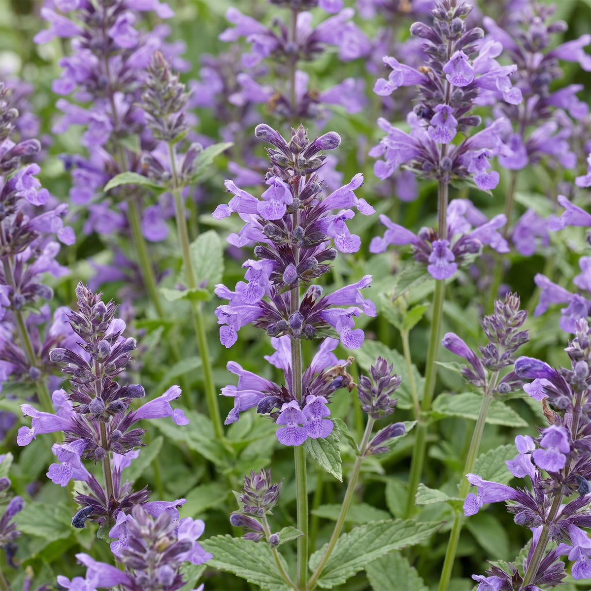 Katzenminze 'Neptune' – Violett – Topf Ø11cm – Ansicht 5