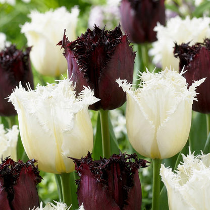 Tulpe-Mix 'Breakdance'