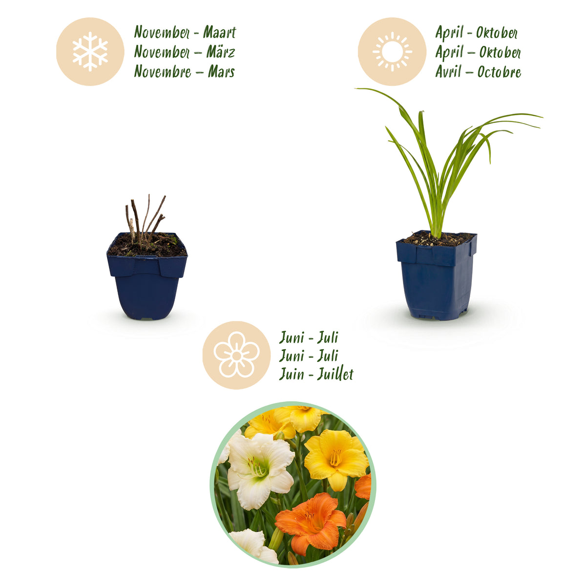 Taglilie 'Tricolour' – Creme-Gelb-Orange – Topf Ø11cm – Ansicht 4