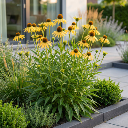 Sonnenhut 'Echinacea paradoxa' – Gelb – Topf Ø11cm – Ansicht 5