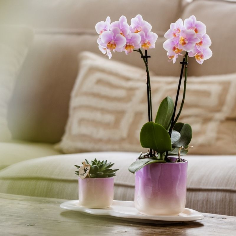 Sukkulente Echeveria Miranda – Ø6cm – Ansicht 8